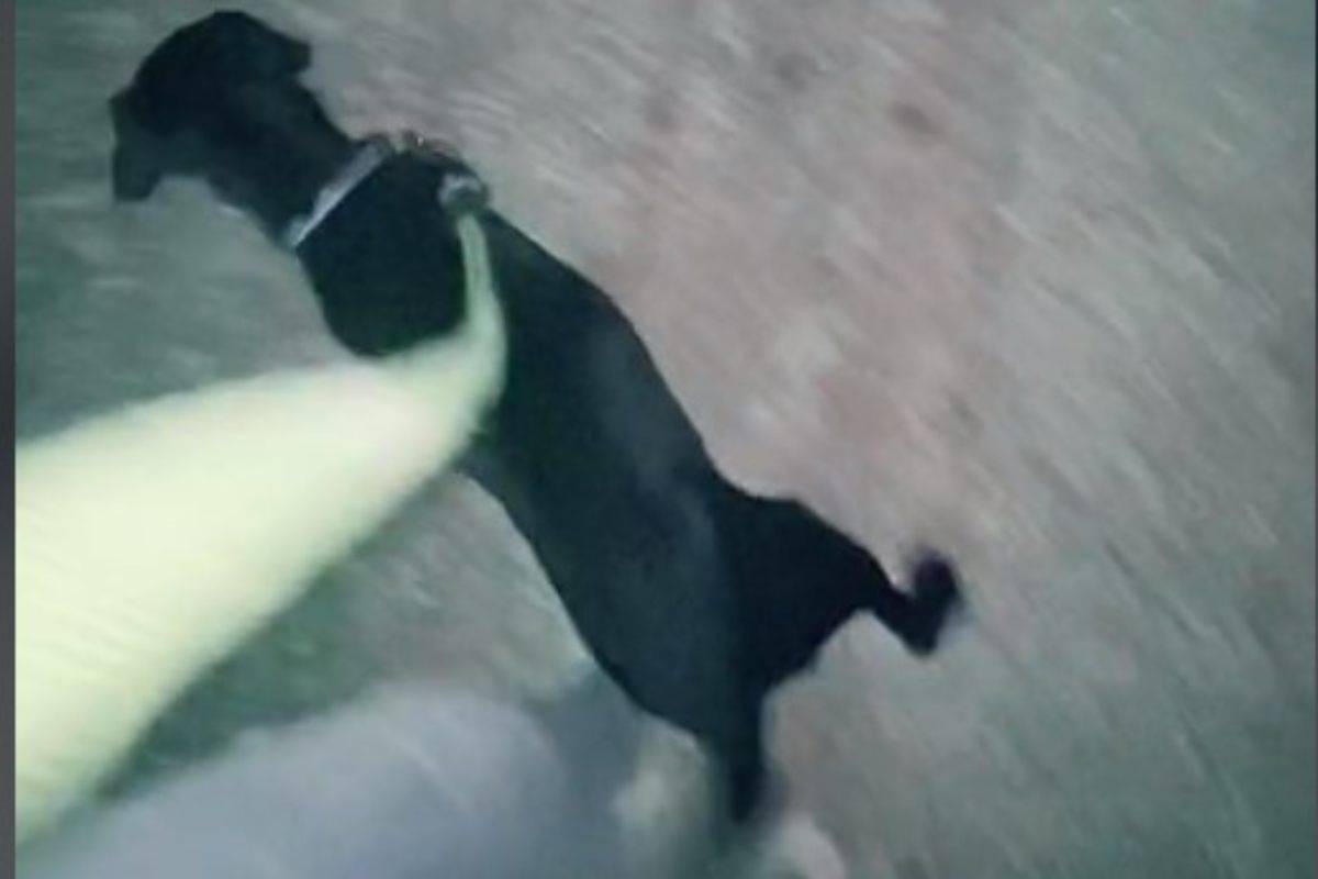 Donna acquista un cane da un passante