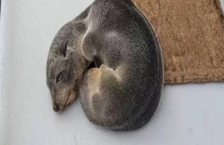 Trovano una foca sulla loro terrazza