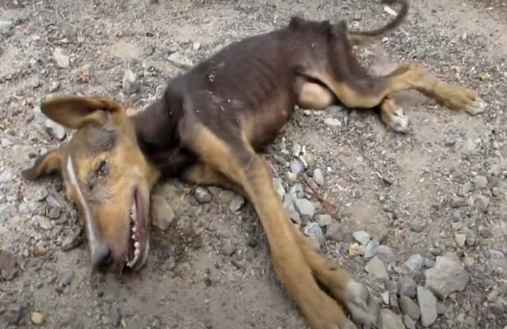 Abbandonato in fin di vita