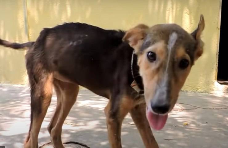 Abbandonato in fin di vita