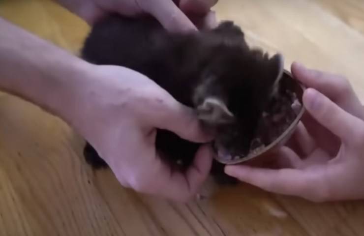 Accudisce un cucciolo trovato nel bosco