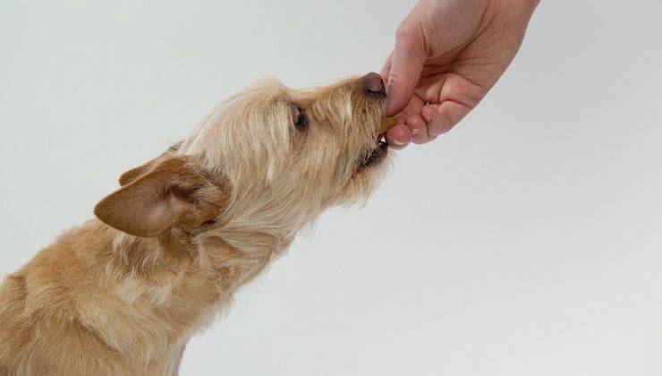 Dare da mangiare al cane 