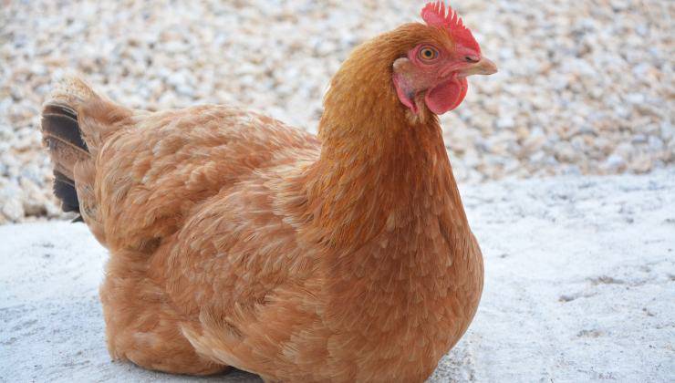 Gallina accovacciata 