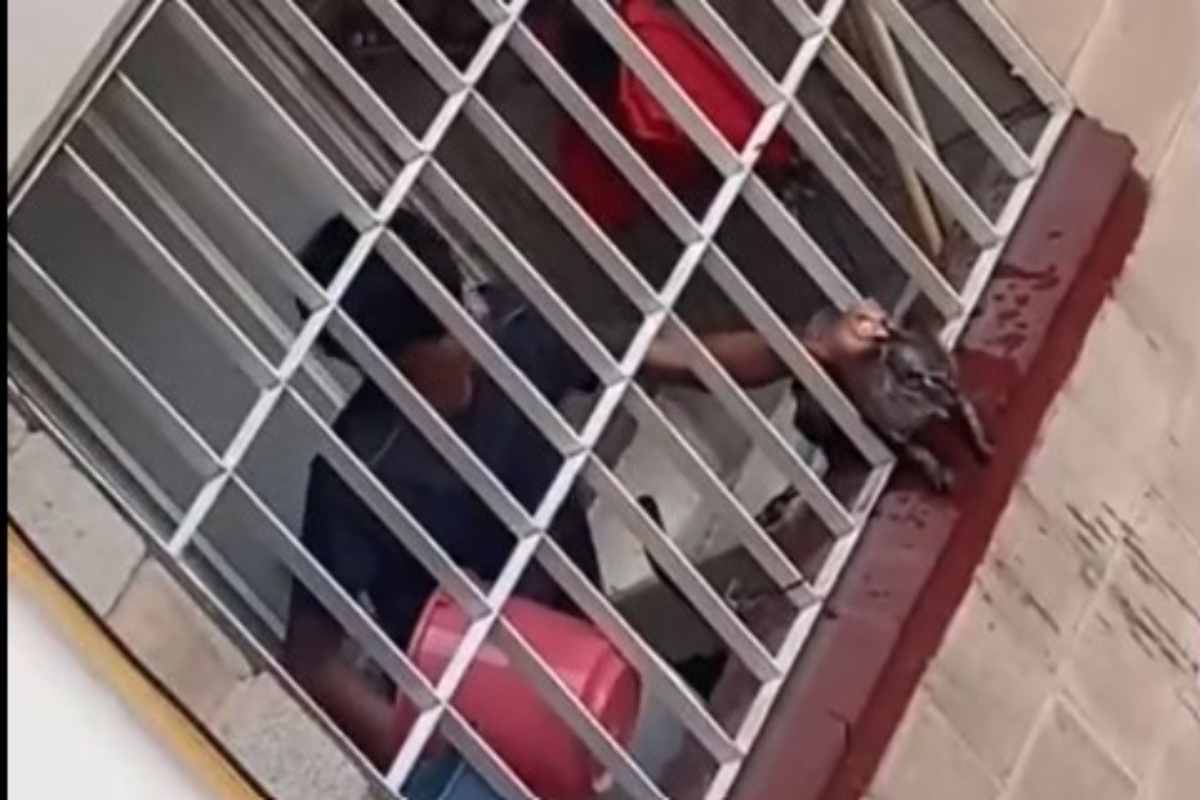 Gatto picchiato brutalmente