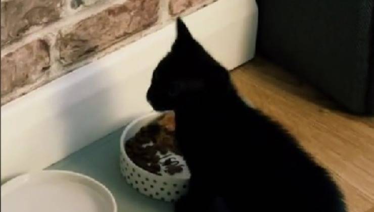 gattino mangia dalla ciotola 