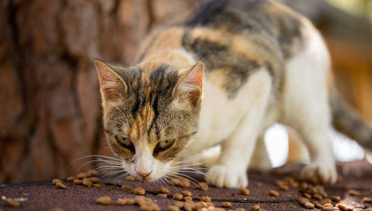 Gatto mangia crocchette