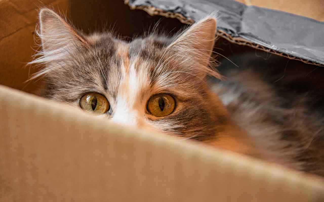 Perché gatti amano scatole