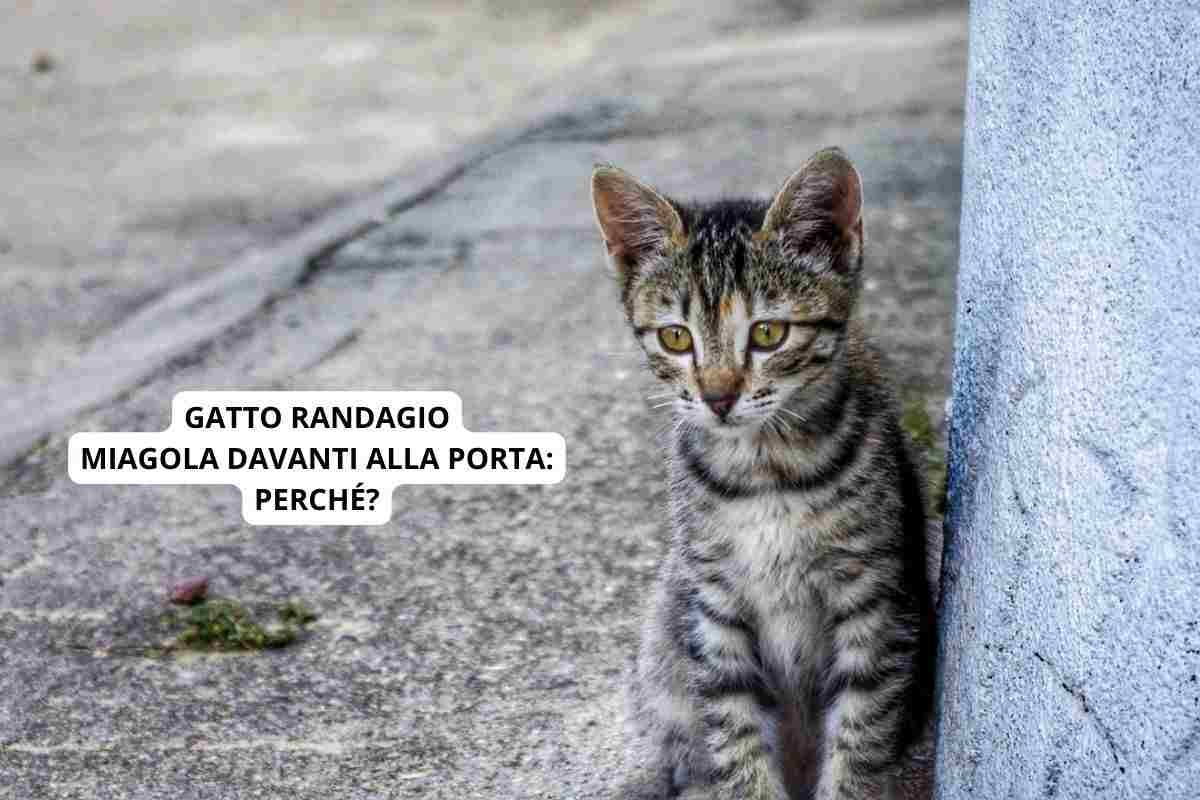 Gatto randagio miagola