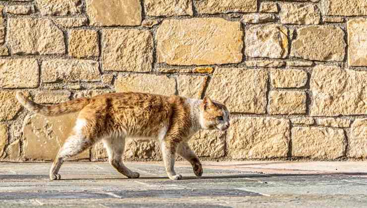 gatto rosso randagio 