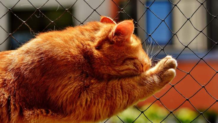 gatto rosso su una rete 