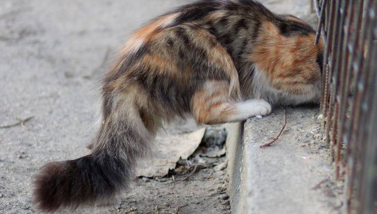 gatto tricolore pelo lungo 
