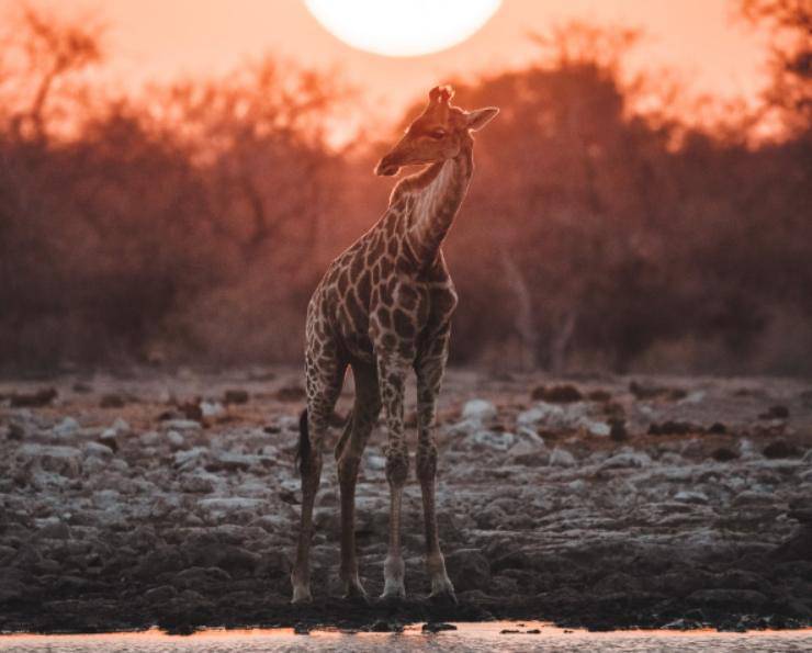 giraffa macchie namibia foto