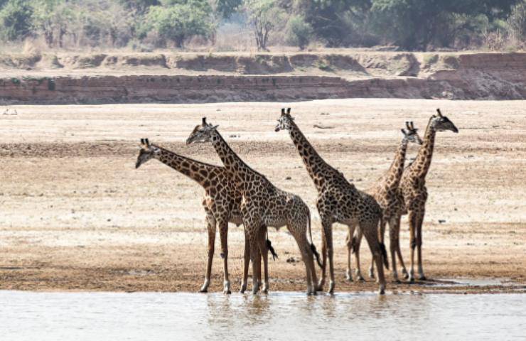 giraffa macchie raro caso