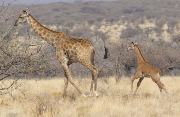 giraffa macchia natura zoo