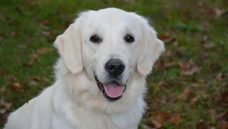 Golden Retriever 