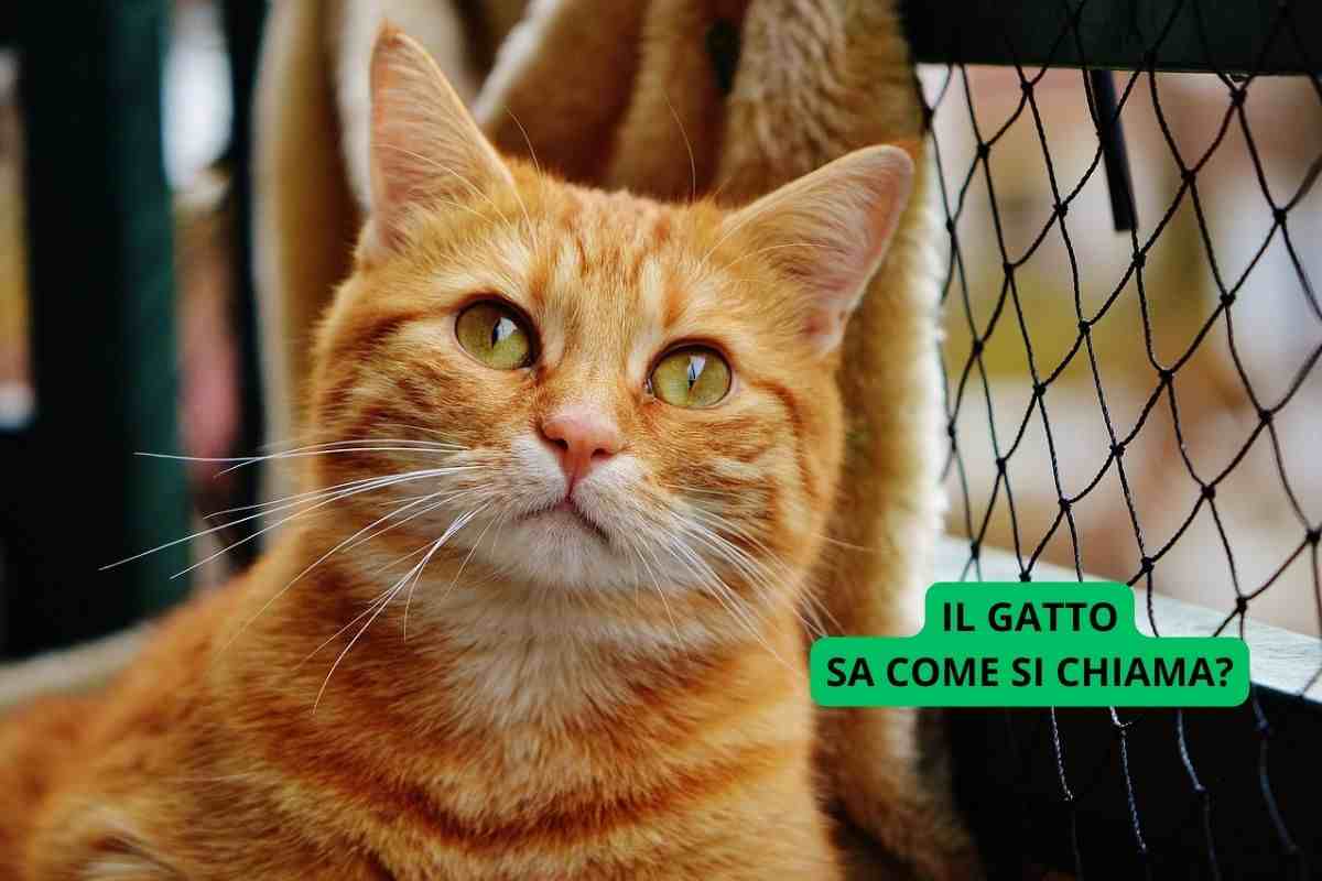 il gatto sa come si chiama?