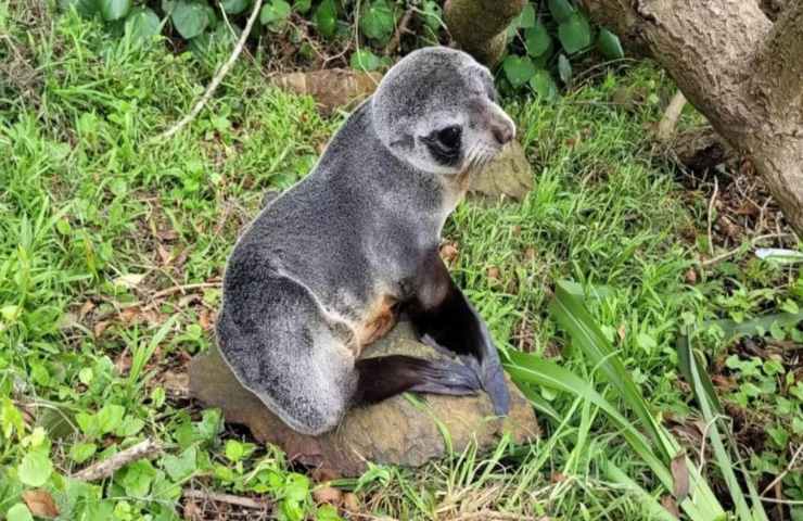 Trovano una foca sulla loro terrazza