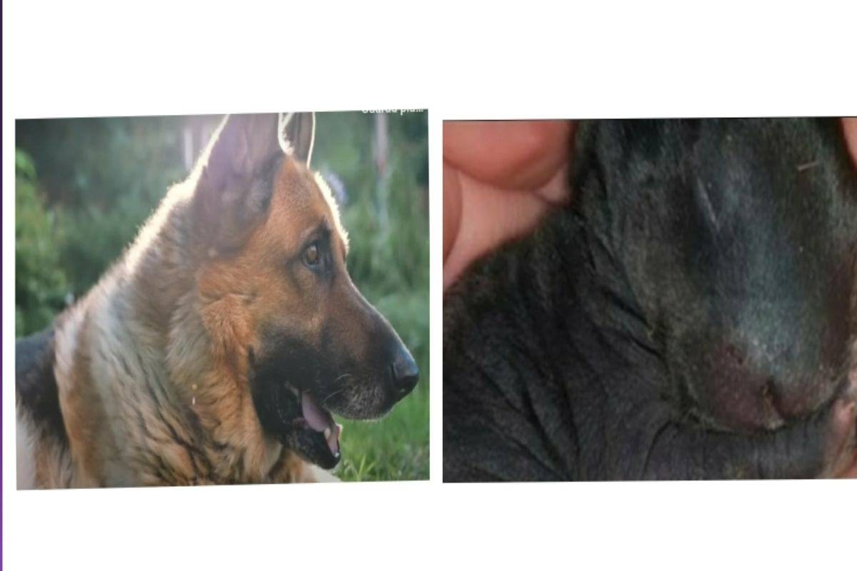 Accudisce un cucciolo trovato nel bosco