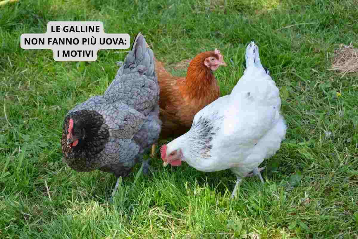 Le galline non fanno più uova