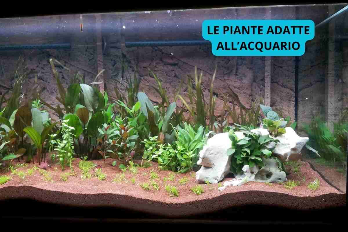 piante acquario