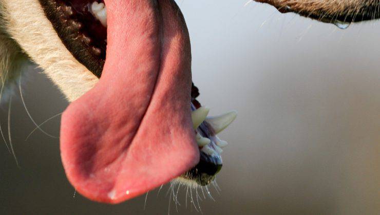 Lingua sana di un cane 