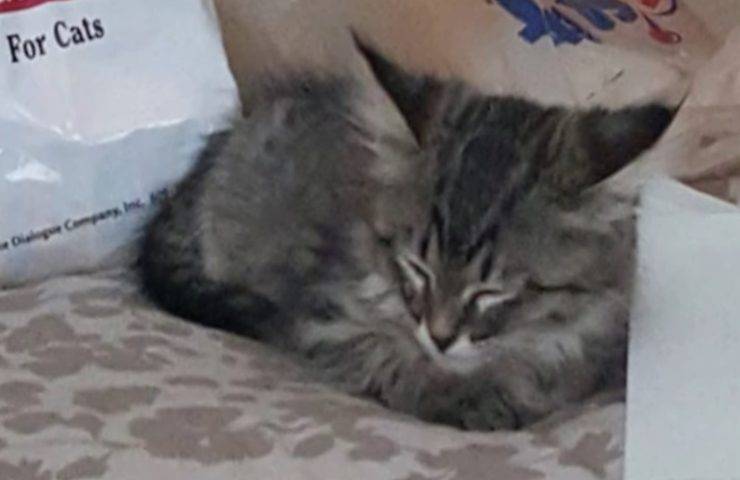 Il gattino gli salta in braccio ed è subito amore