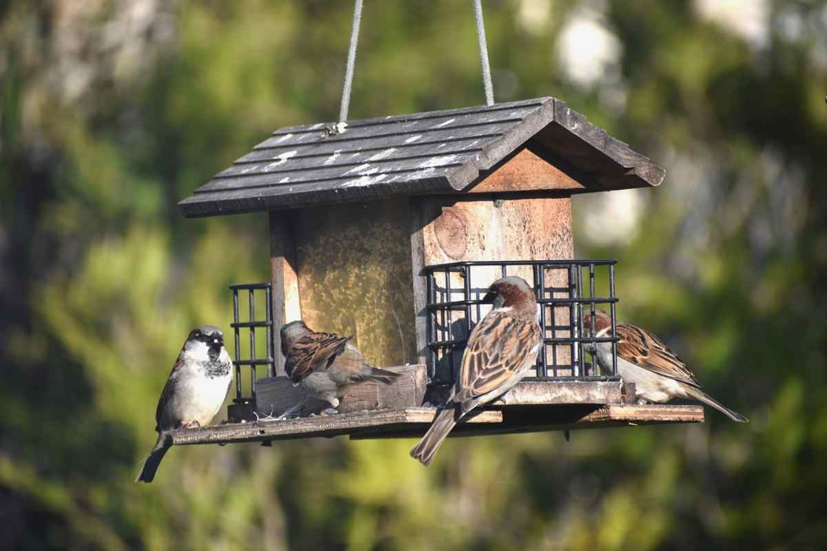 dare da mangiare uccelli selvatici