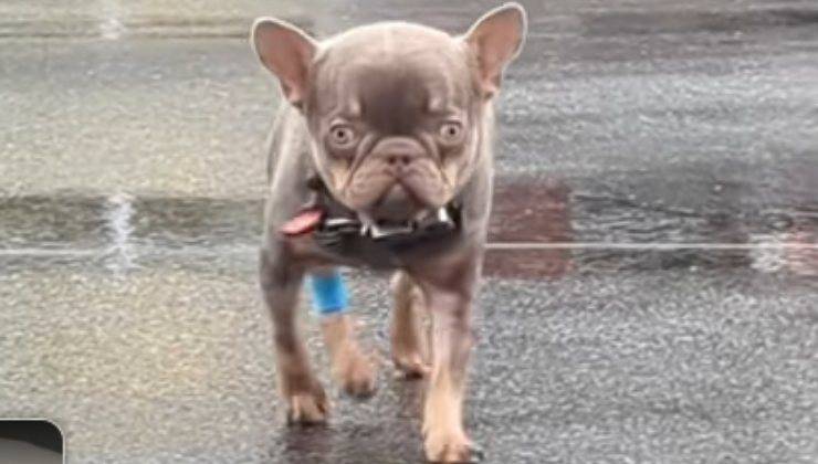 mr muggles cagnolino idrocefalo