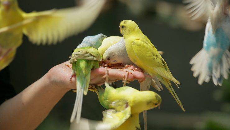 pappagallini mangiano dalla mano di una persona 
