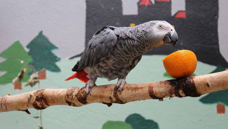 Pappagallo vuole mangiare un mandarino 