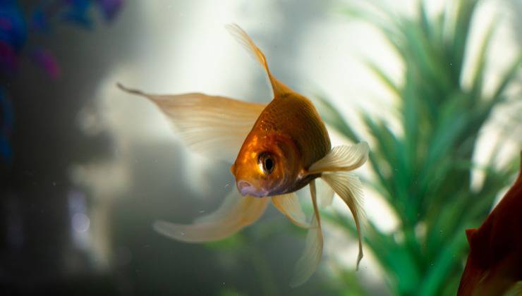 pesce rosso nell'acquario 