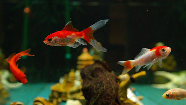 Pesci rossi 