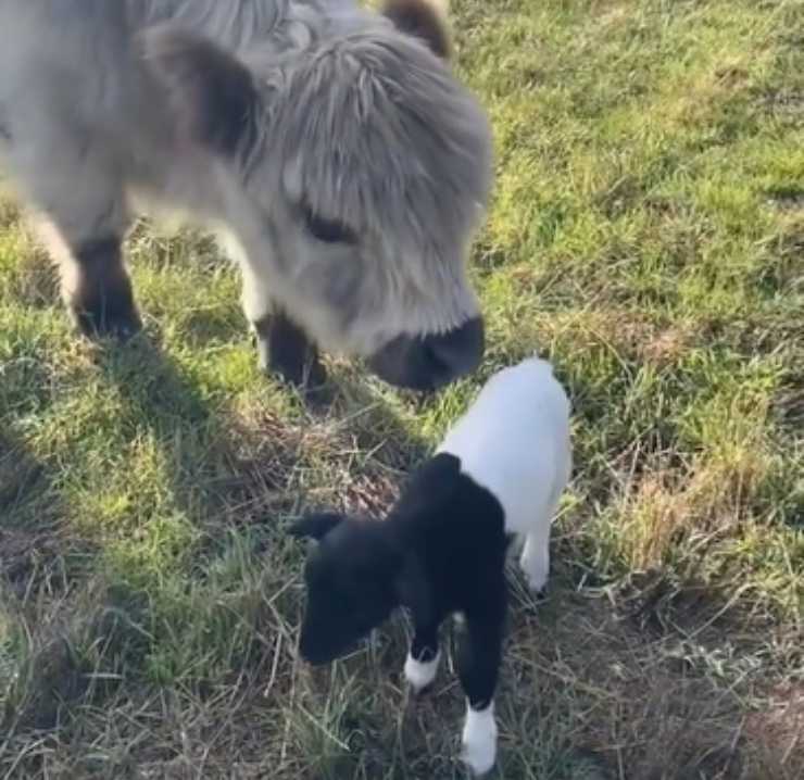 Highlander Fergus razza vacca