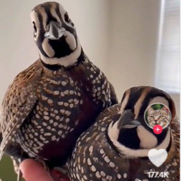 quaglia salvata coppia famiglia