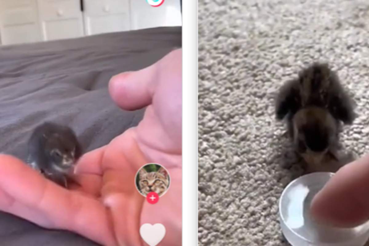 piccolo salva morte famiglia