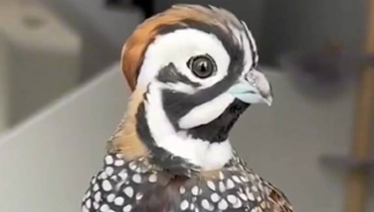 quaglia salvata video ragazzo