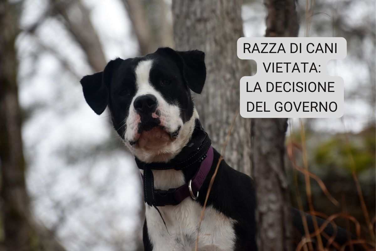 razza cane vietata