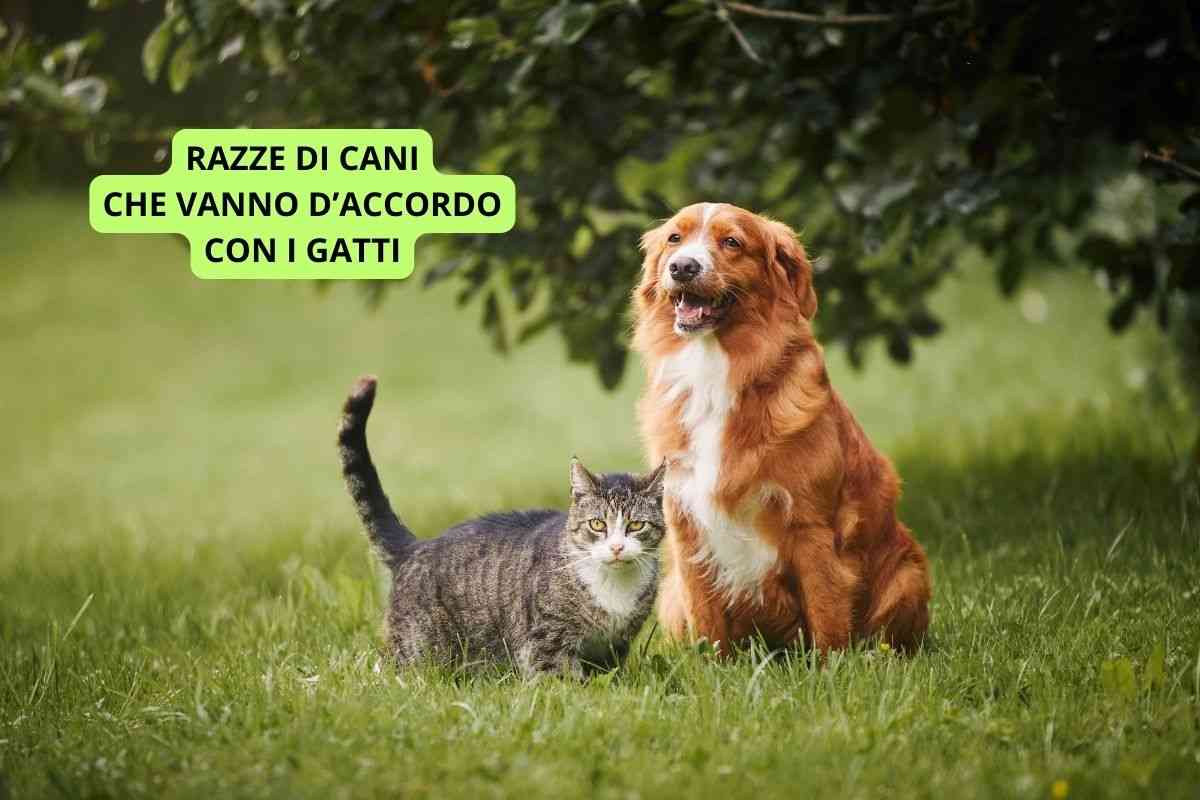 razze cani vanno d'accordo con gatti