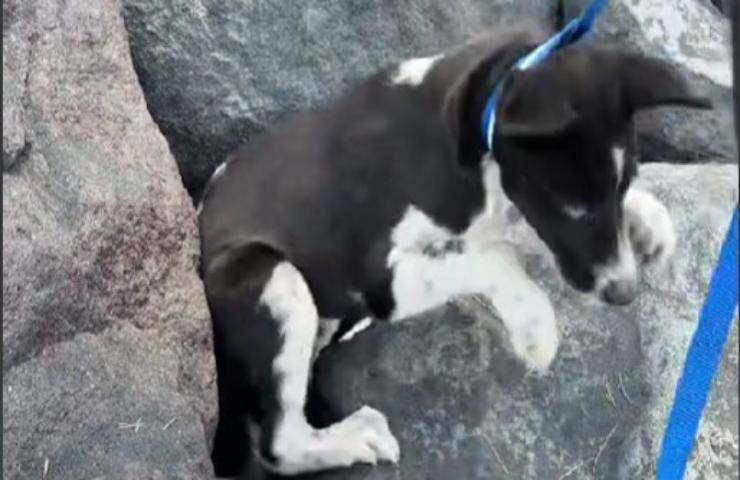 Il dramma di Nala, abbandonata in condizioni precarie