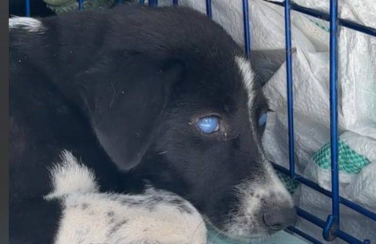 Il dramma di Nala, abbandonata in condizioni precarie