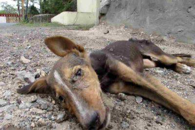 Abbandonato in fin di vita