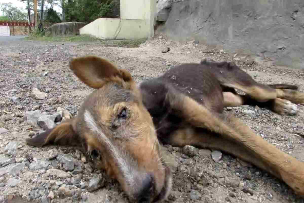 Abbandonato in fin di vita