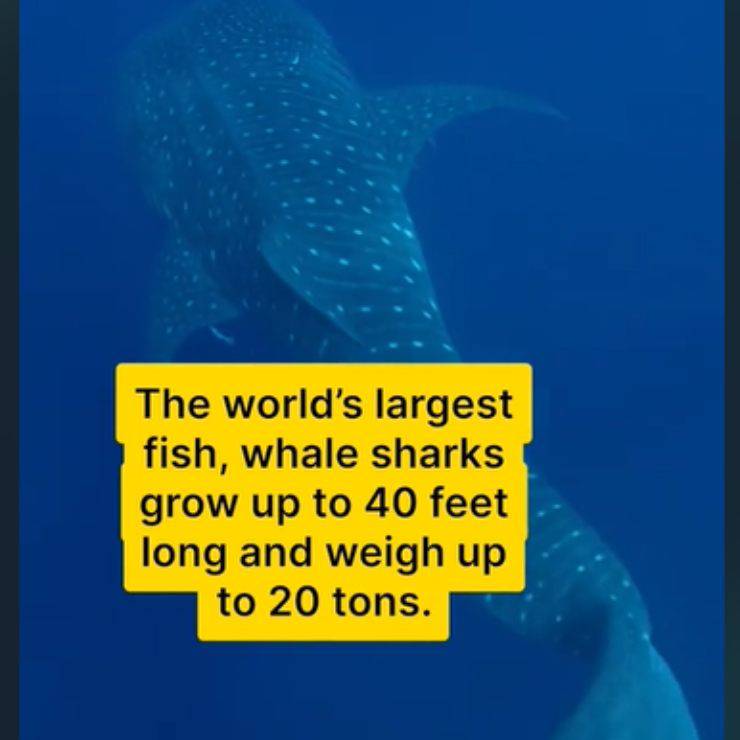 squalo balena video mondo