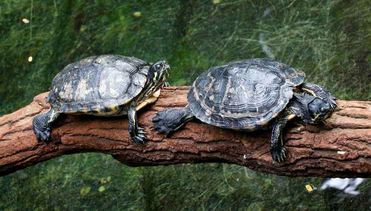 tartarughe su un tronco 