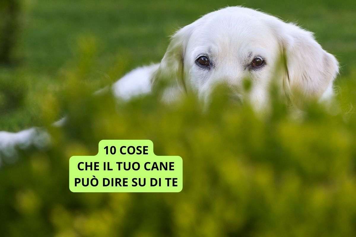 cane nascosto nell'erba che può dire 10 cose su di te