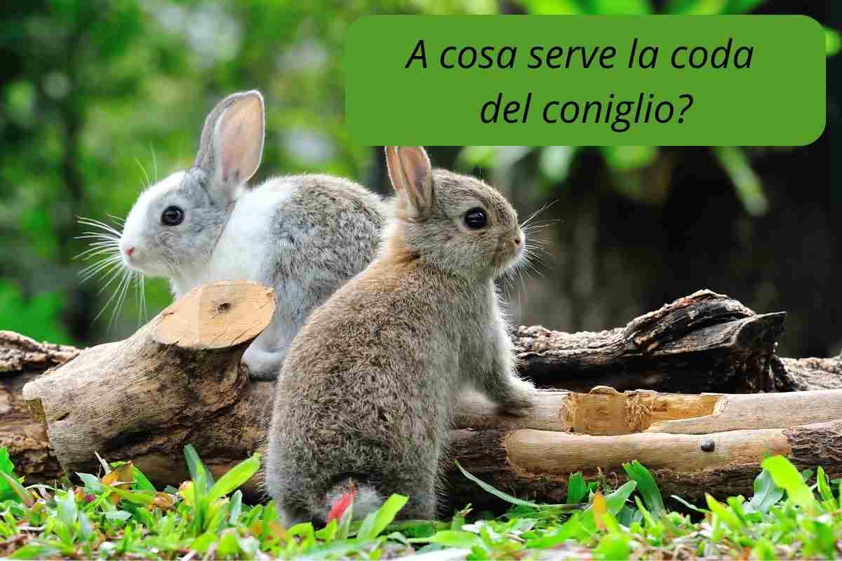 Coniglio all'aperto mostra l'utilità della sua coda
