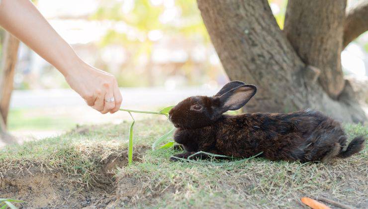 Coniglio nero mangia l'erba e mostra la sua coda