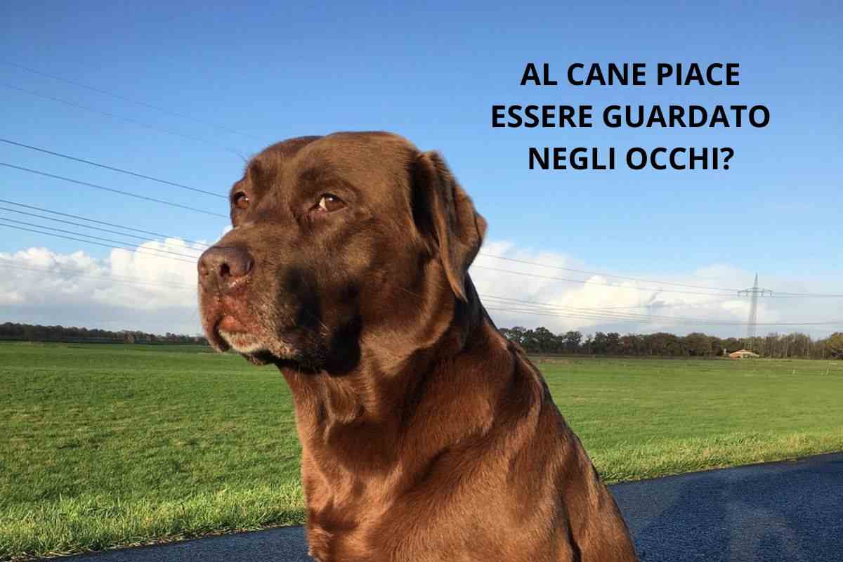 Cane osserva per la strada