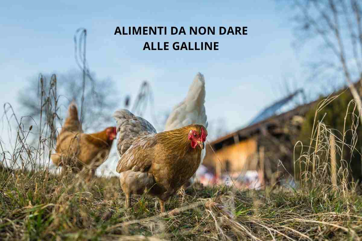 Galline