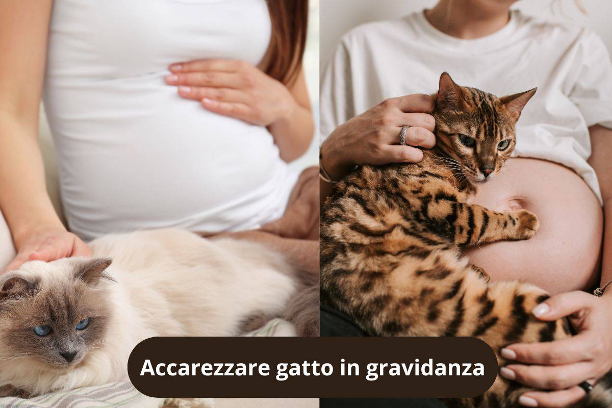 Dinne in gravidanza accarezzano il gatto